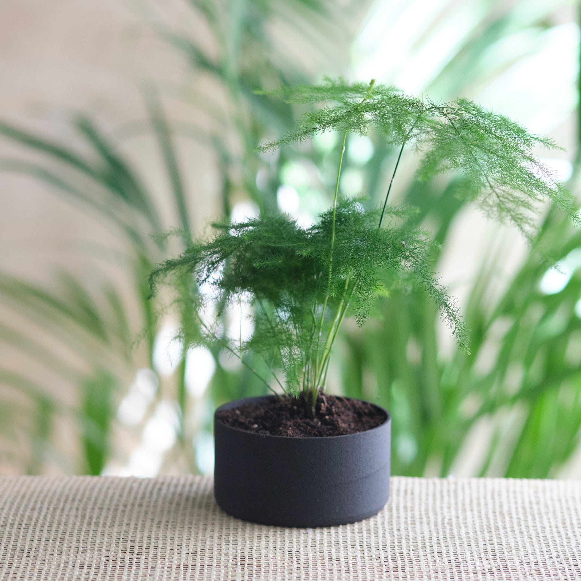 Pots de fleurs inspiré par le Japon | Japanese-Inspired Pot for Plants