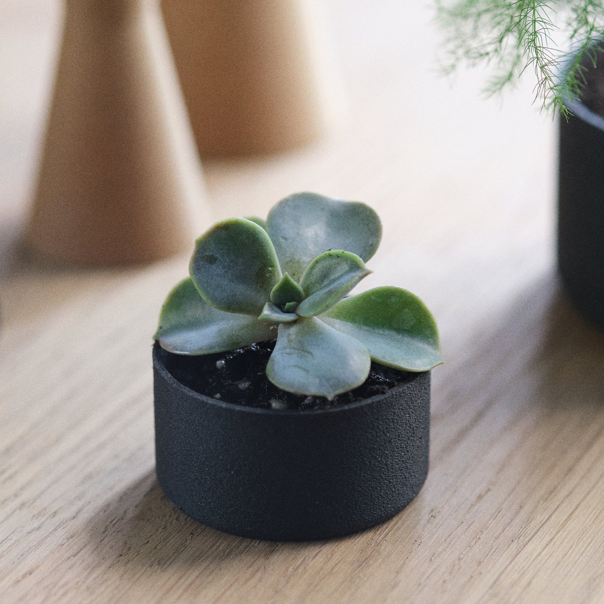 Pot de fleurs miniature et délicat | Miniature and Delicate Plant holder