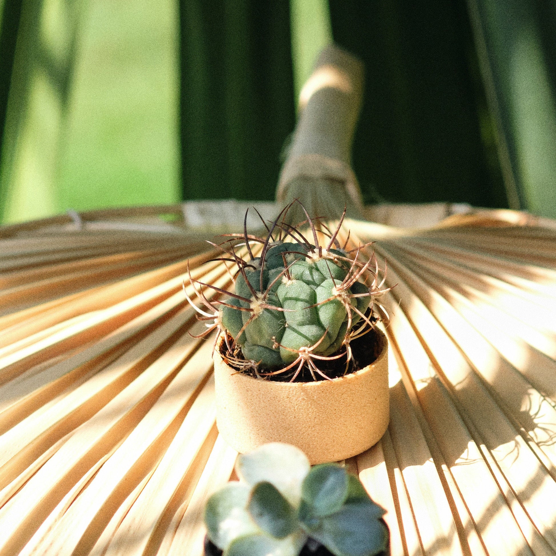 Pot pour cactus miniature couleur sable | Miniature Cactus holder sand color