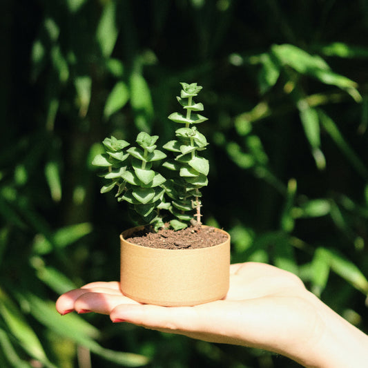 Pot de Fleurs Minimaliste de Couleur Naturelle | Minimalist Plant Pot with a Natural Hue
