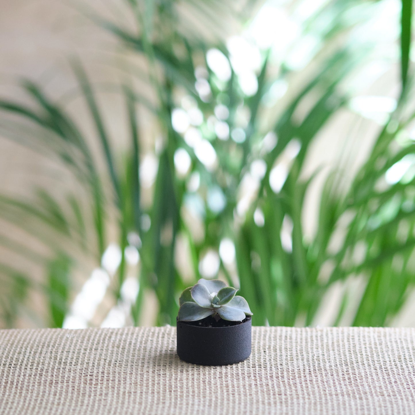Pot noir pour petites cactées | Black plant holder for small cactus