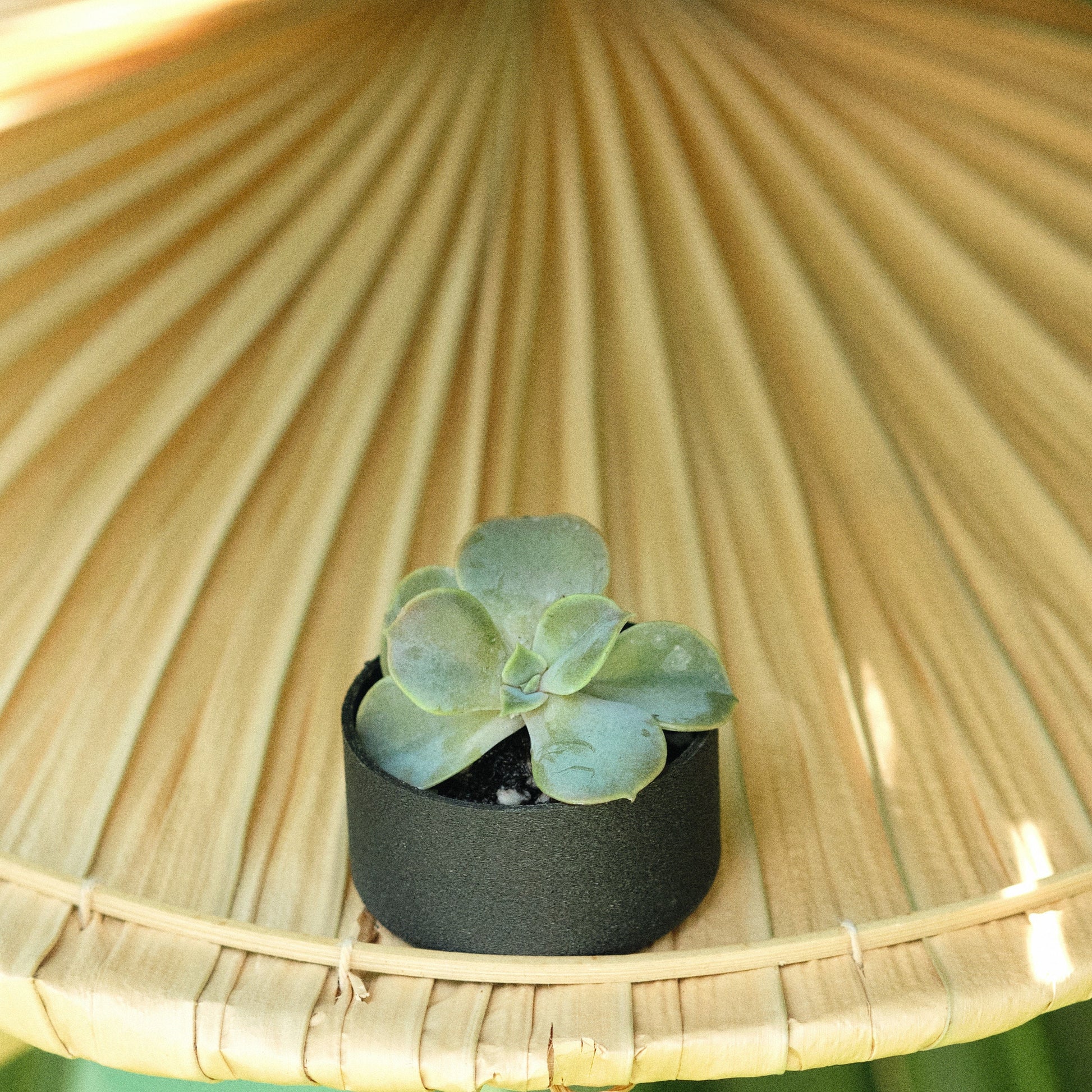 Pot Ébène Zen pour cactées | Ebony Zen Pot for Cactus