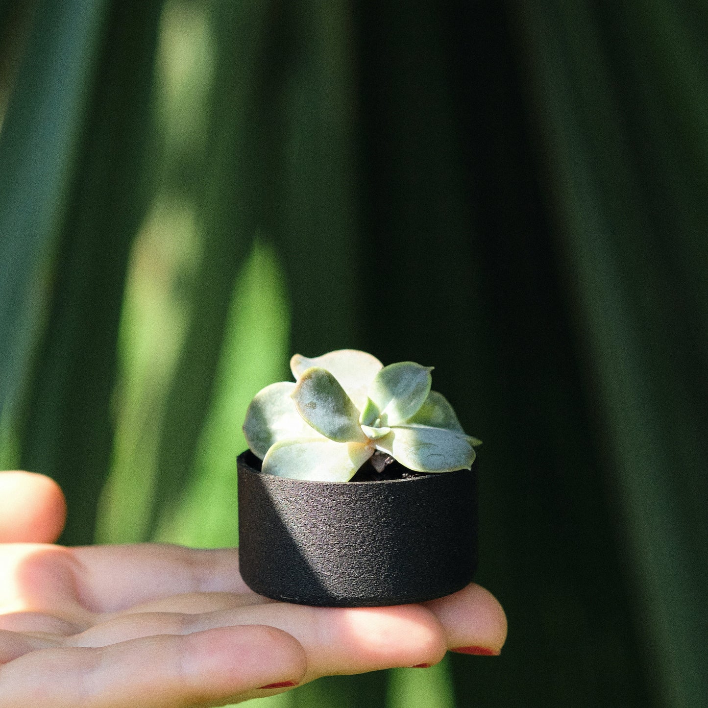 Joli pot pour plantes miniatures | Cute plant holder for miniature plants