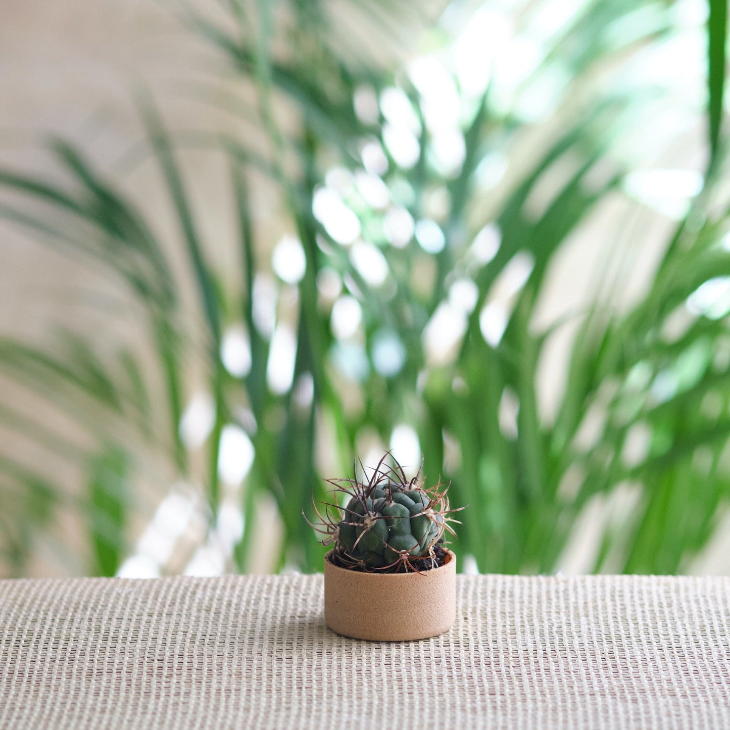 Petit pot pour cactus Bois | Mini Pot for cactus Wood