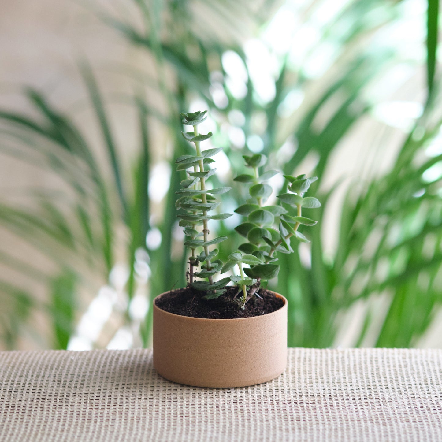 Pot de fleur fabrication durable | Sustainably-made flower pot