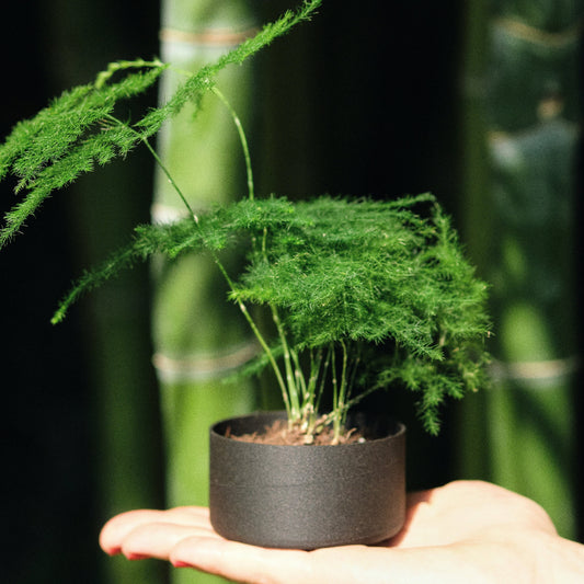 Pot pour plantes minimaliste ébène | Minimalist ebony plant pot