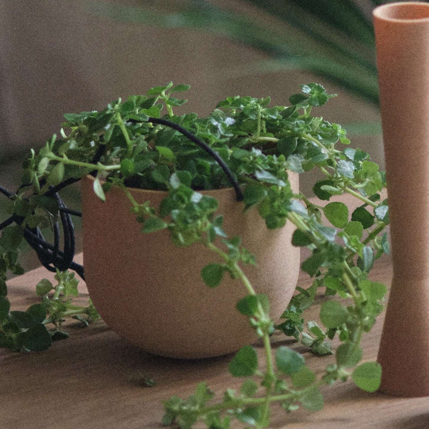 Porte-plante minimaliste et élégant | Minimalist stylish trailing plant holder