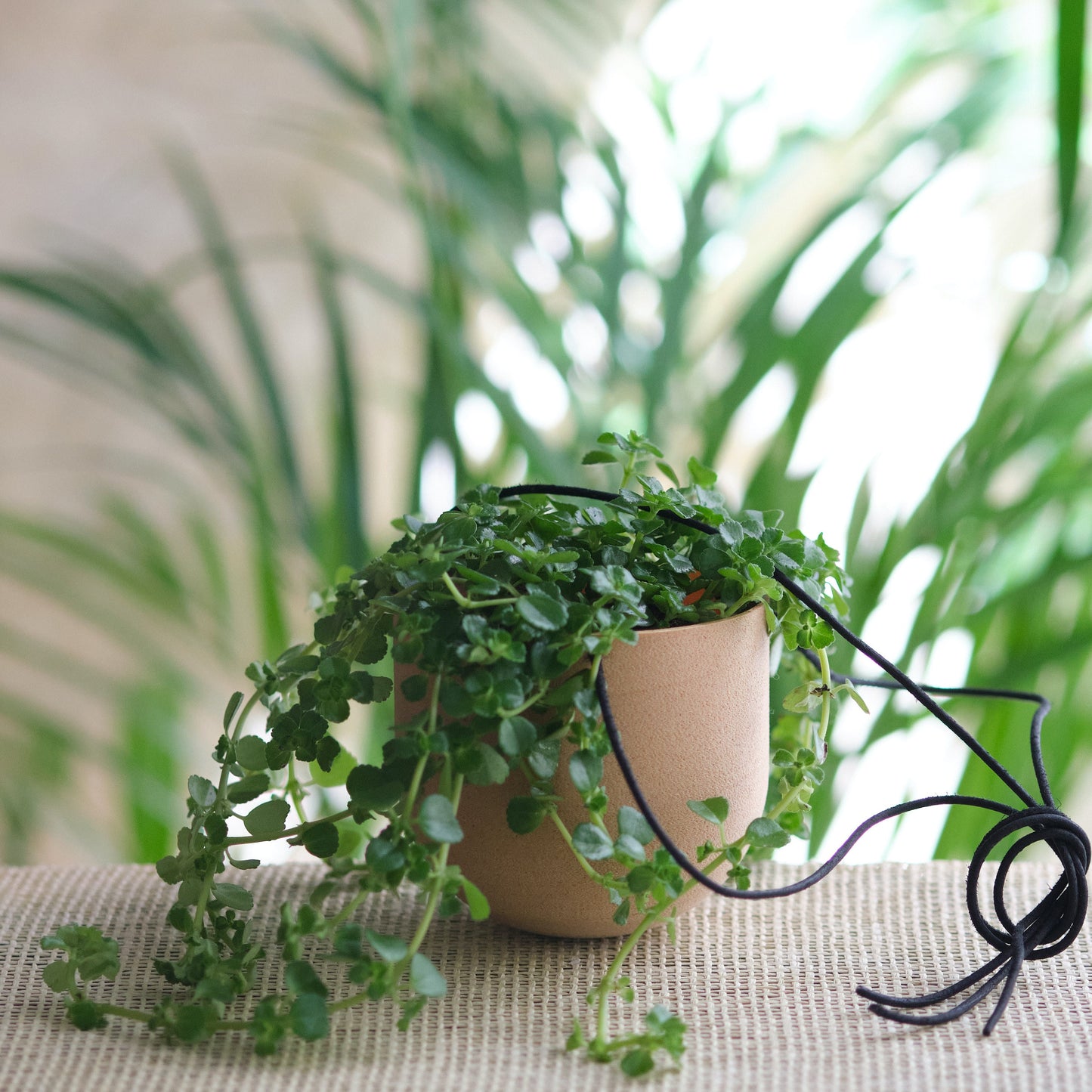 Pot pour plantes tombantes | Holder for trailing plants