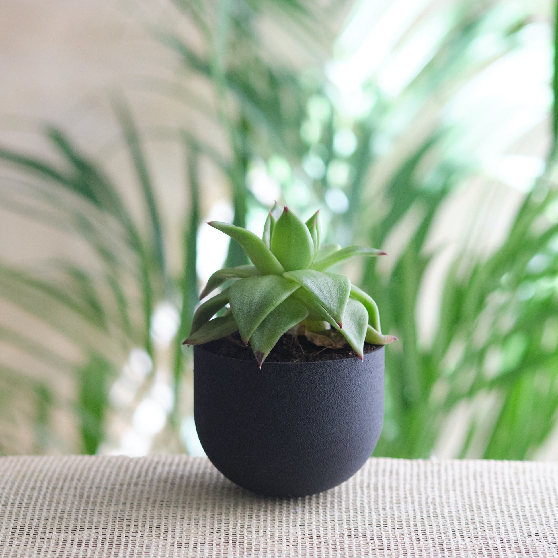 Pot de fleurs noir minimaliste | Black minimalist planter