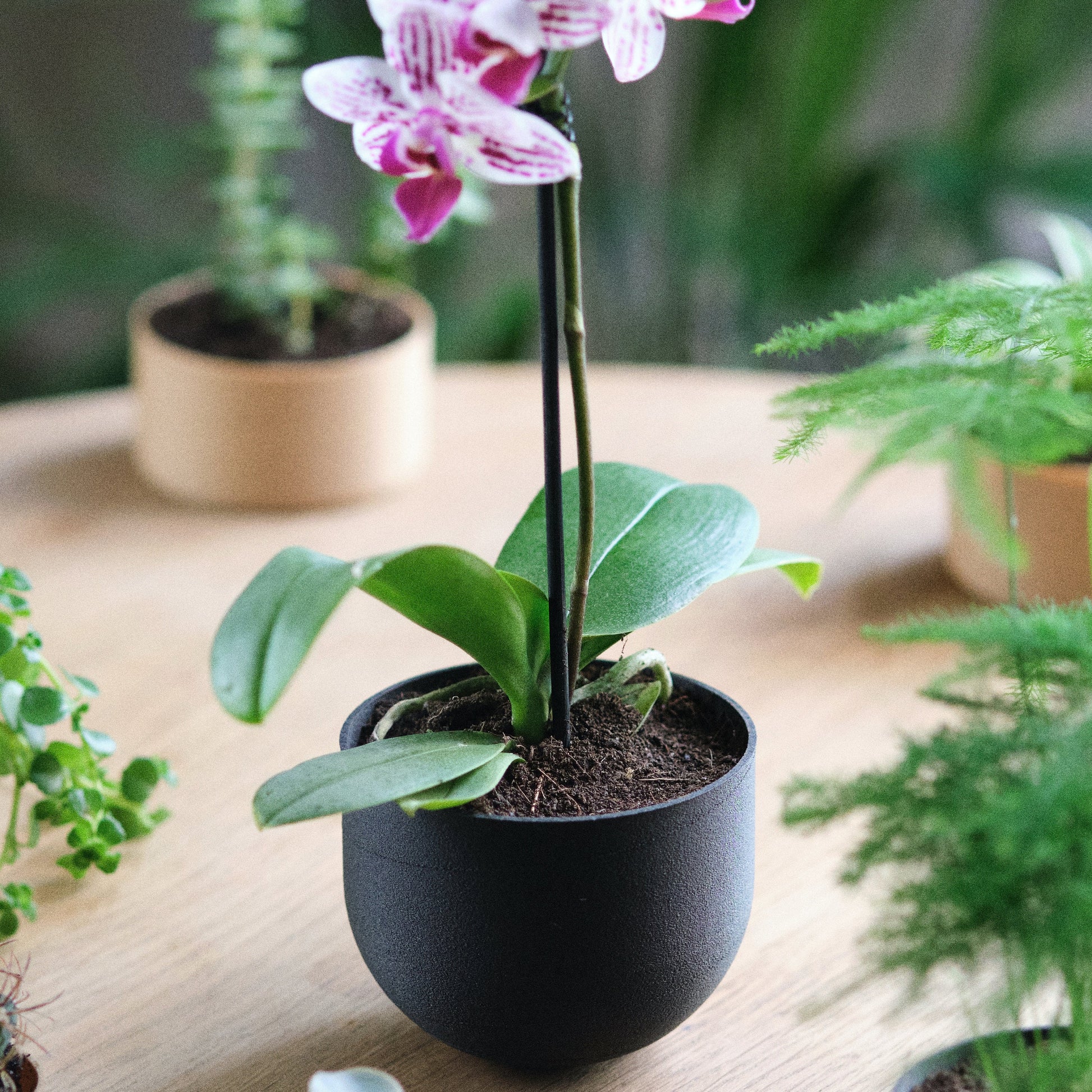 Pot noir Culbuto pour trouver l'équilibre | Black plant holder for finding balance