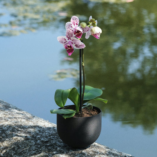 Un pot pour orchidées noir posé en équilibre | Black balancing orchid planter